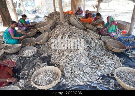 Fischer, die an der Vorbereitung von Trockenfischen am Ufer der Bucht von Bengalen in Digha, Westbengalen, Indien, arbeiten Stockfoto