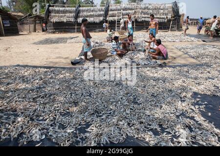 Fischer, die an der Vorbereitung von Trockenfischen am Ufer der Bucht von Bengalen in Digha, Westbengalen, Indien, arbeiten Stockfoto