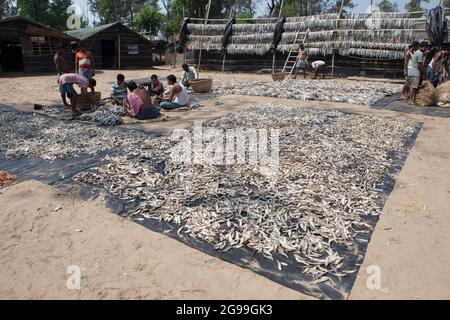 Fischer, die an der Vorbereitung von Trockenfischen am Ufer der Bucht von Bengalen in Digha, Westbengalen, Indien, arbeiten Stockfoto