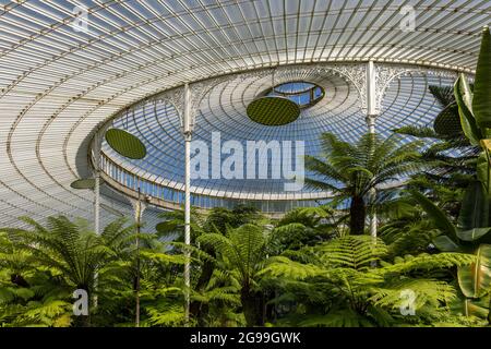 Das Innere des viktorianischen, schmiedeeisernen Kibble Palace-Glasshauses in den Glasgow Botanic Gardens im West End von Glasgow, Schottland, Großbritannien Stockfoto