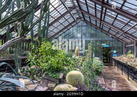 Das Innere des viktorianischen, schmiedeeisernen Kibble Palace-Glasshauses in den Glasgow Botanic Gardens im West End von Glasgow, Schottland, Großbritannien Stockfoto