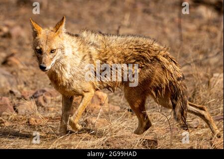 Indischer Schakal oder Canis aureus indicus oder Goldschakal in Aktion im ranthambore Nationalpark oder Tiger Reserve sawai madhopur rajasthan indien Stockfoto