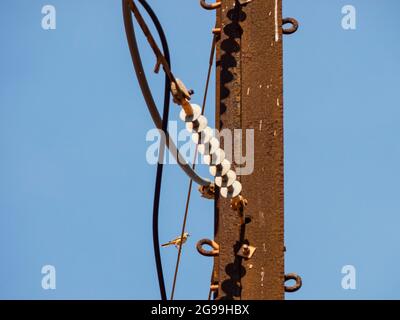 Richards Pipit (Anthus novaeseelandiae) an einem Strommast, Reddell Beach, Broome, Westaustralien Stockfoto