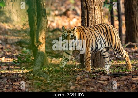 Indischer wilder königlicher bengalischer subadulter männlicher Tiger, der im bandhavgarh-Nationalpark oder im Tigervat umaria madhya pradesh india panthera tigris tigris tigris spazieren geht Stockfoto