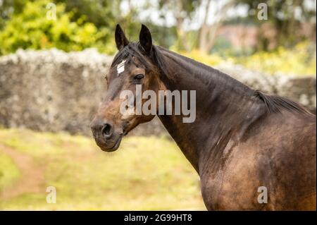 Portrait eines Lusitano Pferdes, Tierkopf, schauend, majestätisch, draußen auf der Weide. Stockfoto