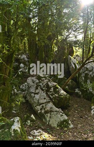 Landschaft entlang des Wanderweges durch den Llogara Nationalpark Stockfoto