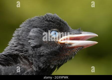 Dohlen (Corvus monedula). Hochformat. Kopfprofil eines jungen, unreifen Vogels. Blassgelbe Verfärbung auf der Basis des hinteren Randes bis zum Schnabel oder Schnabel. Anrufen, sein Stockfoto