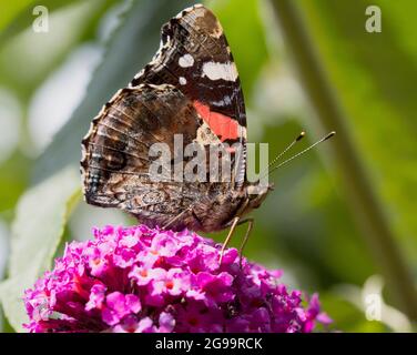 Roter Admiral-Schmetterling auf Purple Buddleja