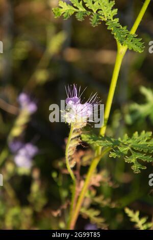Phacelia tanacetifolia Nahaufnahme der Blüte im natürlichen Kräutergarten Stockfoto