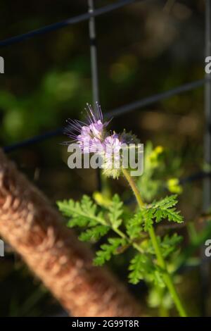 Scorpionweed blühende Pflanze mit winzigen lila gefärbten bienenähnlichen Blüten Stockfoto