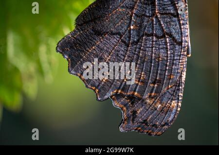 Pfauenschmetterling nach der Eklosion, Nahaufnahme der kopfüber hängenden Flügel, um auszutrocknen und die Flügel zu glätten Stockfoto