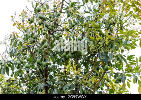 Avocado-Baum voller Früchte, bereit für die Ernte Stockfoto