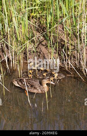 Wilde Stockente (Anas platyrhynchos). Begleitete und schützte ihre zehn vorkozialen oder nidifugösen jungen Schlupfentchen. Aus Phragmiten hervorgegangen Stockfoto