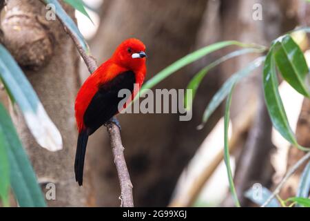 Ein erwachsener männlicher brasilianischer Tanager, ramphocelus bresilius, thront auf einem Ast. Diese helle und farbenfrohe Art ist in Brasilien und Argentinien endemisch. Der Stockfoto