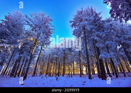 Verschneiten Wald im Winter mit untergehenden Sonne, Allgäu, Bayern, Deutschland, Europa Stockfoto