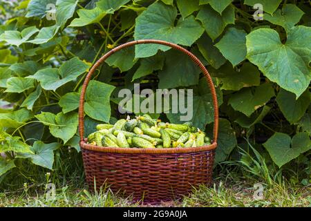 Korb mit Gurken im Garten. Frische kleine große Gurken vor dem Hintergrund. Gesunde grüne Lebensmittel Stockfoto