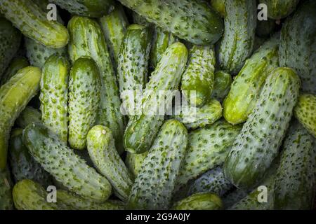 Gurken Ernte Hintergrund. Frische kleine große Gurken vor dem Hintergrund. Gesunde grüne Lebensmittel Stockfoto
