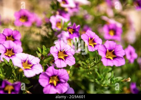 Nahaufnahme der violetten Calibrachoa-Blüten in einem hängenden Korb, auch bekannt als Million Bells oder hängende Mini-Petunie. Stockfoto