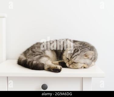 Grau gestreifte Hauskatze, schottisch, schläft auf weißem Nachttisch im weißen skandinavischen Zimmer. Stockfoto