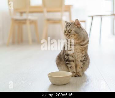 Schottische hungrige Katze will essen, sieht erbärmend Kätzchen sitzen in der Küche Boden und warten Stockfoto