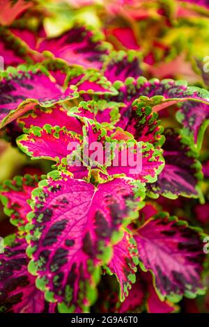 Nahaufnahme der bunten, rosa und grünen Coleus-Pflanze. Bemalte Brennnessel, Flammennessel, dekorative Brennnessel. Üppiger, mehrfarbiger Coleus-Busch. Stockfoto