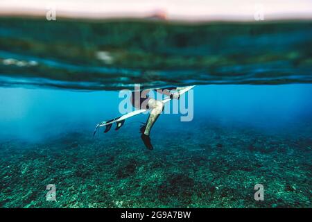 Männlicher Surfer mit Surfbrett während des Tauchens unter Wasser auf den Malediven Stockfoto