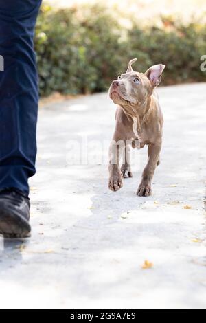 Ein Welpenhund ​​runs im Park Stockfoto