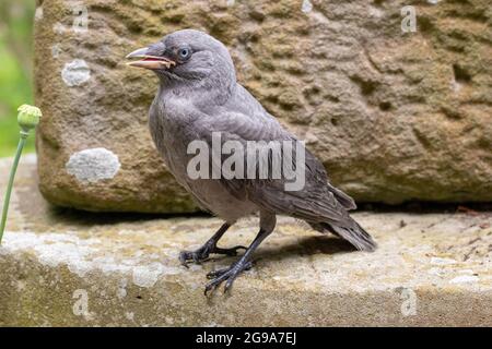 DOHLEN; CORVUS; MONEDULA; JUGENDLICH; JUNG; Unreifer Vogel. Insgesamt ungewöhnliches, blassgraues Gefieder. Leukystisch, ohne Melaminpigment. Fragwürdig lang t Stockfoto