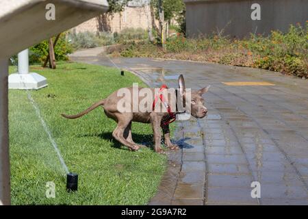 Welpenhunde spielen mit Regnern Stockfoto