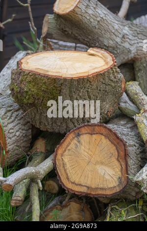 Gesägte Querschnitte einer Eiche (Quercus robur), eines Stammes und von Seitenzweigen. Wachstumsringe. Rinde, Kambiumschicht. Stockfoto