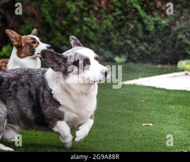 Schöner grauer Corgi macht Gesichter, Haustiere, Tiere Stockfoto