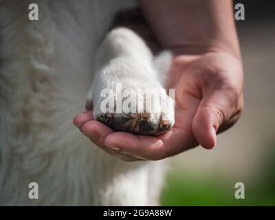 Schöner grauer Corgi macht Gesichter, Haustiere, Tiere Stockfoto