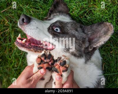 Schöner grauer Corgi macht Gesichter, Haustiere, Tiere Stockfoto