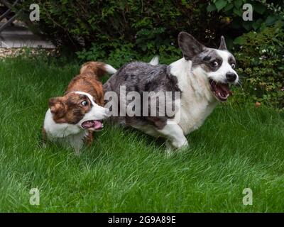 Junge und Erwachsene Corgi spielen auf dem Rasen, Haustiere Stockfoto