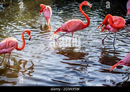 Flamingo und Ibis sind einem Spaziergang rund um den Teich von Gatorland Stockfoto