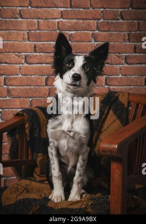 Junger Border Collie Welpe sitzt auf einem Stuhl drinnen Stockfoto