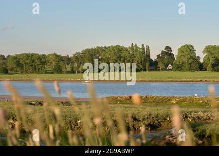 Blick durch die Schilfspitzen über den Fluss Deben, Suffolk, East Anglia, Großbritannien. Stockfoto