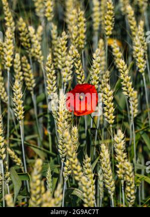 Single Corn Rose Red Mohn wächst unter Weizenstielen in einem Erntefeld in Summer Sunshine, East Lothian, Schottland, Großbritannien Stockfoto