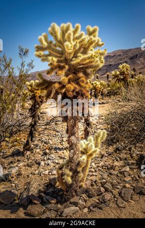 Teddybärkaktus auf dem Cholla Cactus Nature Trail, Joshua Tree National Park California Stockfoto