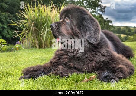 Neufundland Hund brüten in einem Outdoor. Großer Hund auf einem grünen Feld. Rettungshund. Zeigen Rasse des Hundes. Stockfoto