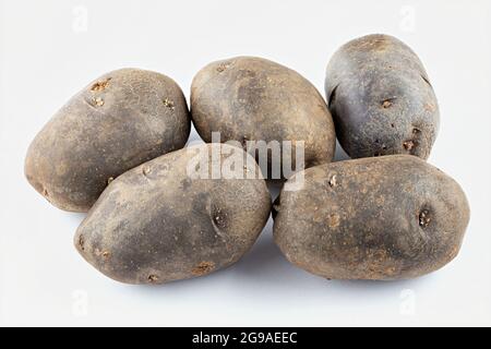 Frische lila Kartoffeln isoliert auf weißem Hintergrund. Ernte von Gemüse. Stockfoto