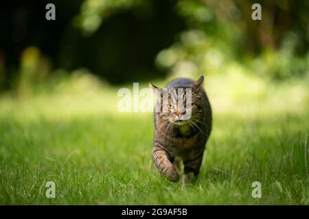 Die tabby Katze, die auf einer grünen Wiese zur Kamera geht, sieht neugierig nach hinten klappende Ohren mit Kopierraum aus Stockfoto