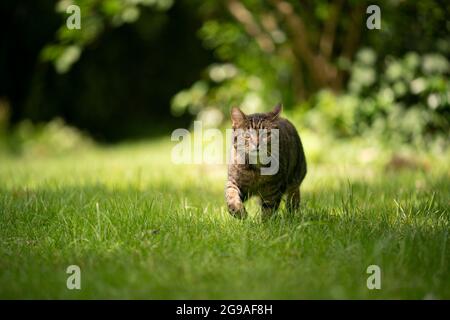 Die tabby Katze, die auf einer grünen Wiese zur Kamera geht, sieht neugierig nach hinten klappende Ohren mit Kopierraum aus Stockfoto