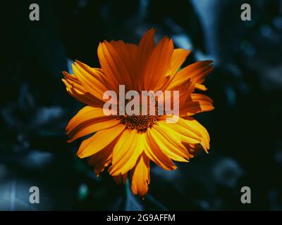 Eine einzelne Arnikablüte aus der Nähe. Arnica ist auch unter den Namen Bergtabak, Leopard's bane und wolfsbane bekannt. Stockfoto