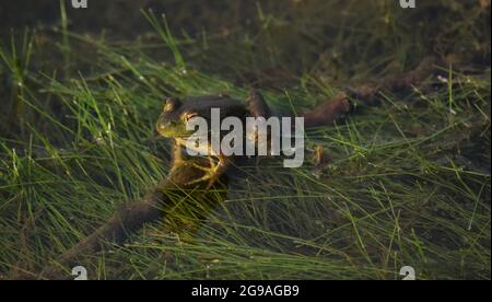 American Bullfrog Frosch im Wasser am Teich Stockfoto