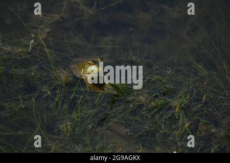 American Bullfrog Frosch im Wasser am Teich Stockfoto