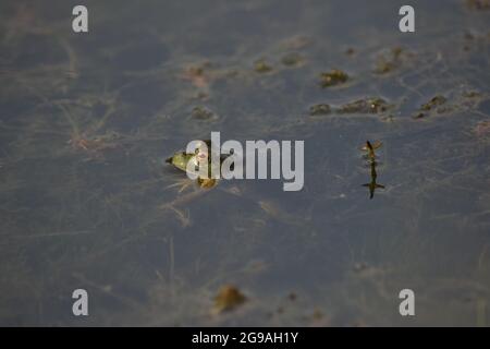 American Bullfrog Frosch im Wasser am Teich Stockfoto