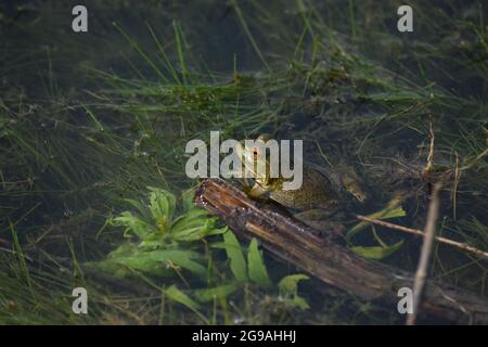 American Bullfrog Frosch im Wasser am Teich Stockfoto