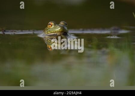 American Bullfrog Frosch im Wasser am Teich Stockfoto
