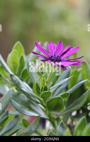 Dimorphotheca ecklonis. Blühender Cape marguerite oder Van Stadens Flussdaisy Stockfoto